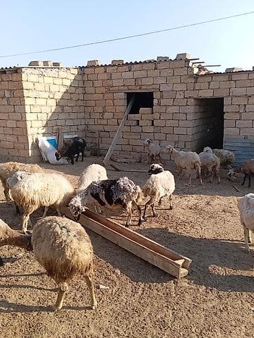 Dişi, il: 3, 60 kq, Damazlıq