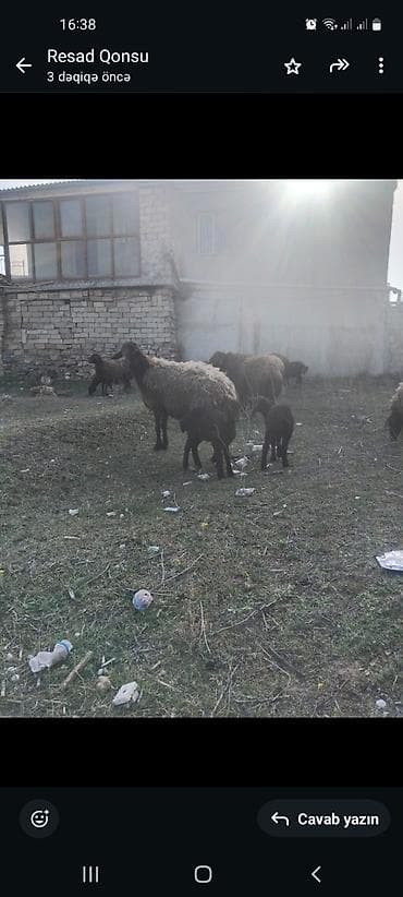 Qoyun və quzu sürüsü qala cini disi əkiz balayla - Cins: yerli