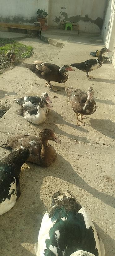 ucuz dana: Muscovy ördəkləri – bala ördəklər - Cins: Muscovy (hind ördəyi) - — 9