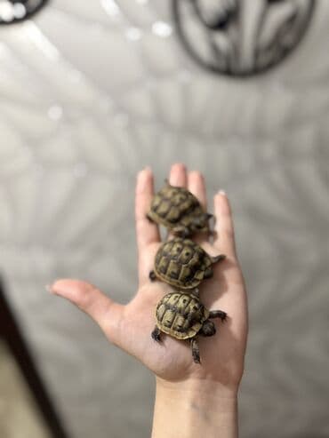 tulku tələsi: Mini quru balaca tısbağalar - Sakit, səs‑küyə dözümlü və asan qulluq — 2