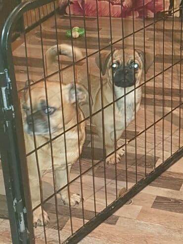 Balaca ölçülü ev iti – qısa tüklü, qum rəngli, qara burunlu. Kompakt