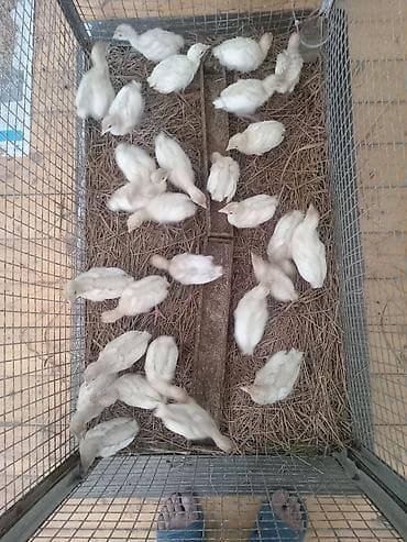 bulbul quşu: Şəkildə hinduşkanın balalarıdır. Ağ Kanada sortudur. 5 günlük-7 azn — 8