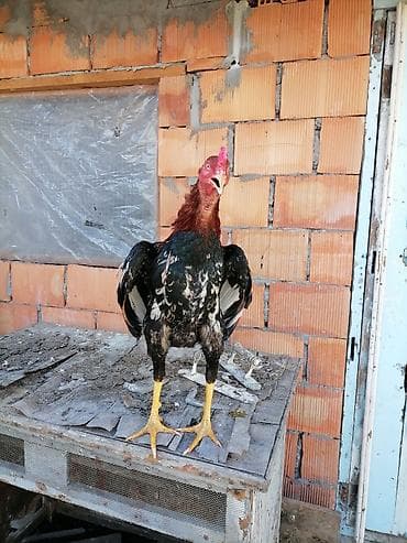 ev quşları haqqında qısa məlumat: Heyrati xoruz 10 ayliqdir — 2