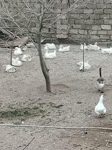 boyanmış yumurta: İnkubasiya üçün nəzərdə tutulmuş linda yumurtaları təklif olunur — 3