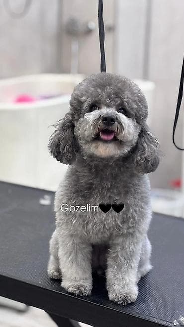 balaca tuklu itler: Pudel, Peyvəndli — 3