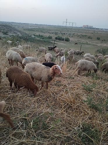 toyuq satılır: Satılır qoyunlar. 25 ədədə heyvandır bundan 4.5 dənəsi yaşlı heyvandır — 5