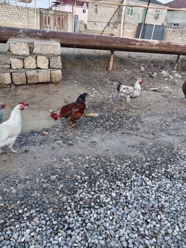 Kia: Cavan xoruzlardi hamsı biri 20 manatdan qiymet sondur qiymete göre — 5