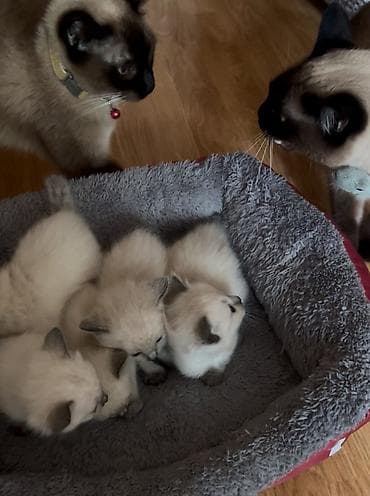 Siam, Erkək, Dişi — 2