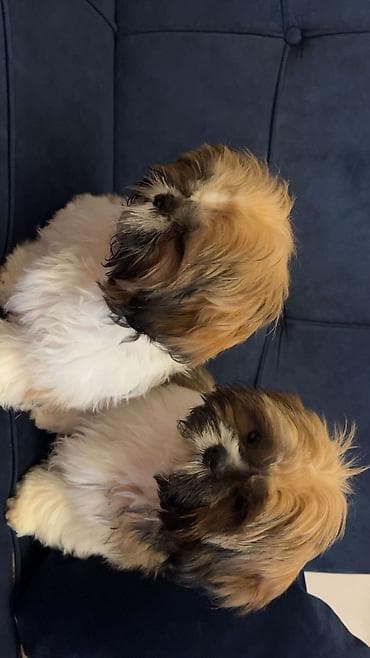 it sahiblendirme: Shi-tsu, Peyvəndli — 2