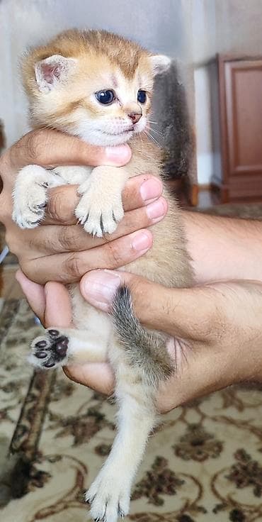 Pişiklər: Şinşilla, Erkək, Dişi, Pulsuz çatdırılma — 8