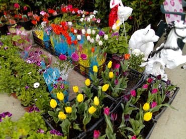 Çöl bitkiləri: Şitillər — 6