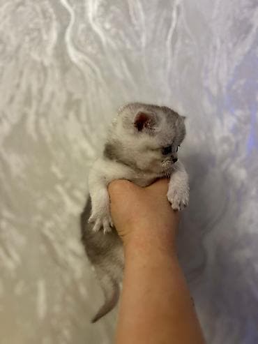 Gəmiricilər: Britan, Erkək, Yaxşı əllərə, Ünvandan götürmə, Pulsuz çatdırılma, Ödənişli çatdırılma — 5