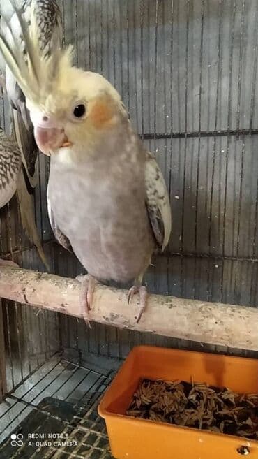 tutu guşu: Diqqet quslarin altinin ve yerinin temizliyine fikir verin — 7