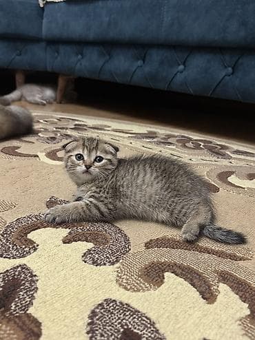 ev piwiyi: Şinşilla, Erkək, Dişi, Yaxşı əllərə, Ünvandan götürmə — 8