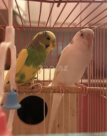 Quşlar: 2 ədəd Tutuquşu (Popuqay) Sağlam qușlardır
Quşlar Qaraçuxurdadı — 2