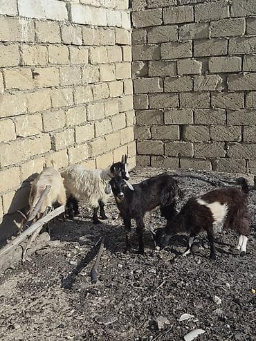 K/t heyvanları və malları: Salam saglam aepa yonca yeyen heyvanlardı real alıcılar zeng vursun — 1