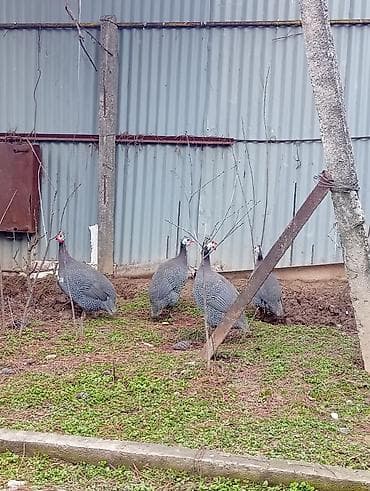 Atlar: Toyuq, Damazlıq — 4