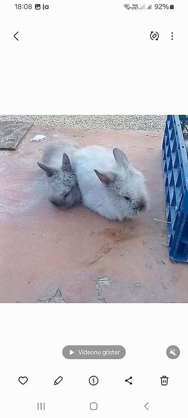Гуси: Angora tipli dekorativ dovşan balaları
satılır. 10. m — 10