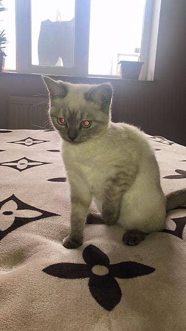 lalafo ev heyvanlari: Şotland — 3