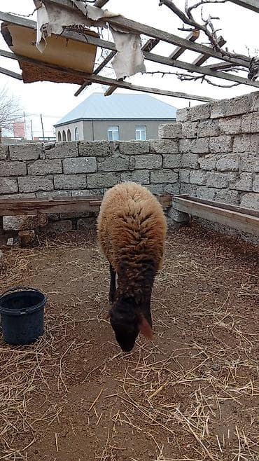 qoyun sortlari: 1 yaş 1 aylıq təmiz qala cinsi Erkey super qoyun sürürür yeməyinə söz — 2