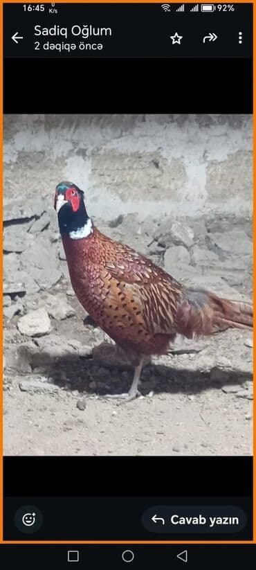 Salam qırqovullar satılır .ünvan müşviqabad qəsəbəsi lalafo.az -da Salam qırqovullar satılır .ünvan müşviqabad qəsəbəsi