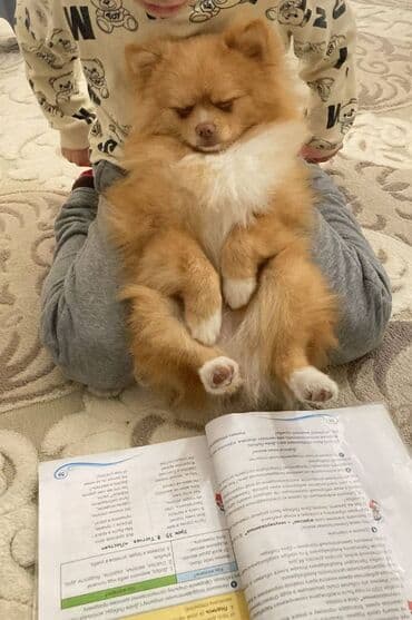 Gəmiricilər: Şpitz — 3