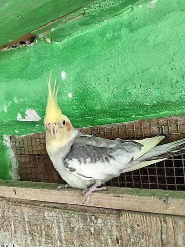 qus adlari: Qiymət rAzılaşma ilə . əlaqə 0507603023 — 4