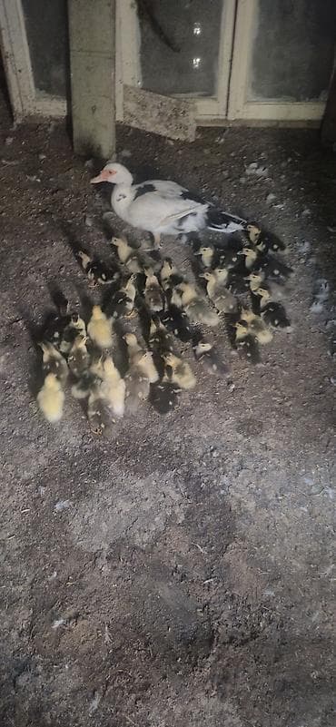 heyvan yemləri: Misk ördəyi balaları (indo ducklings) - Cins: Misk (indo) ördəyi - — 3