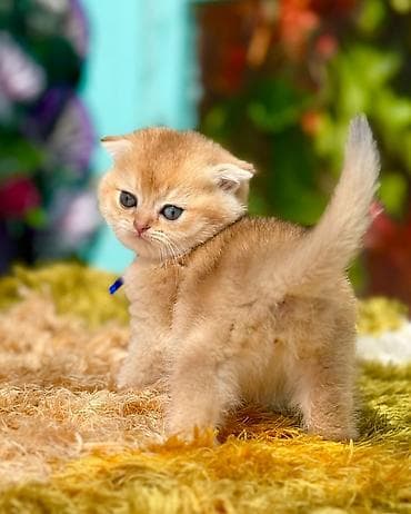 lalafo pisikler: Britan — 7