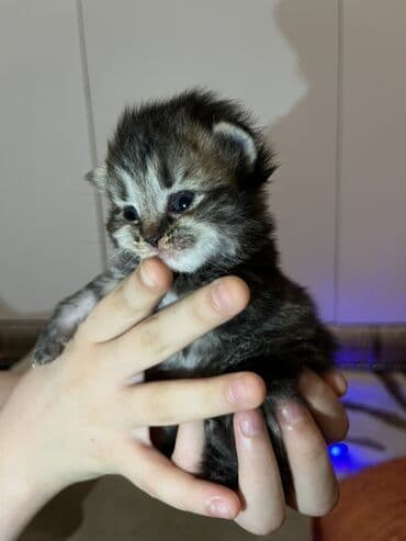 pişik sekilleri: Yaxşı əllərə — 4