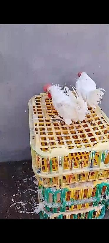 Toyuq cücələri, Damazlıq