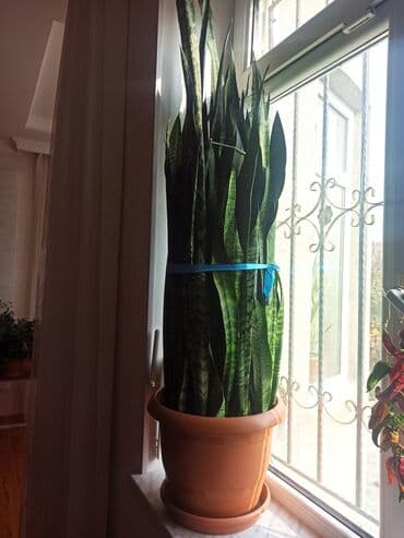 saxsi qab haqqinda: Satılır: ev otaq gülləri kolleksiyası - Sansevieriya (Qaynanadili) – — 1