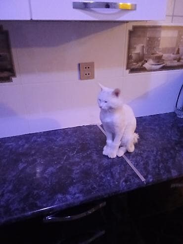 ev pişik: Erkək, Yaxşı əllərə, Ünvandan götürmə — 1