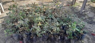 bag ucun agaclar: Məhsul: Gül kolları (qızılgül fidanları) Təsvir: - Açıq torpaq və ya — 2