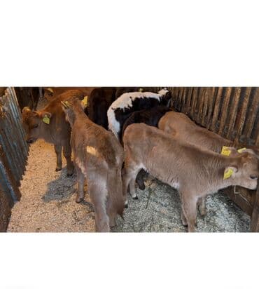 İtlər: Satışda: bala buzovlar qrupu Məlumat: - Yaş: təxminən 1–3 aylıq - — 4