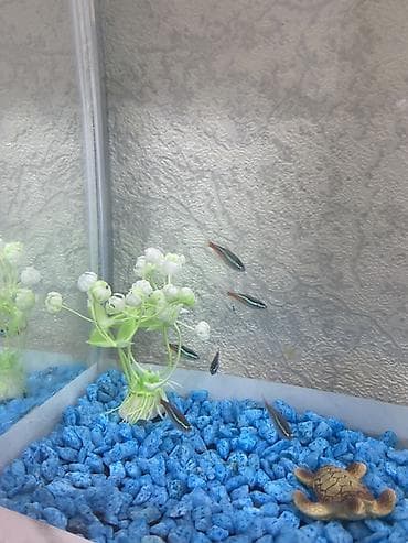 balıq qiyməti: Yumru akvarium, Balıqlarla birlikdə, 1 l, Ünvandan götürmə, Pulsuz çatdırılma, Ödənişli çatdırılma — 4