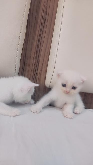 pisik sahiblenmek: Yaxşı əllərə — 6