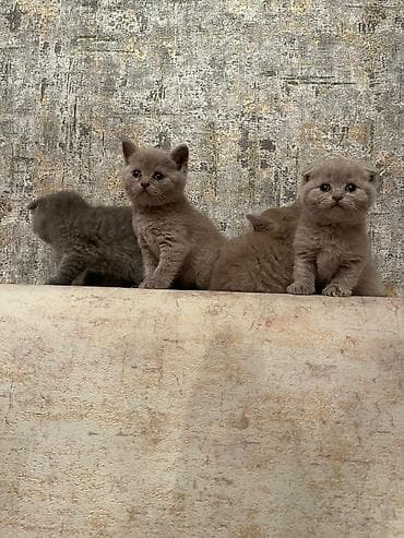 Britan yastı qulaq, Yaxşı əllərə