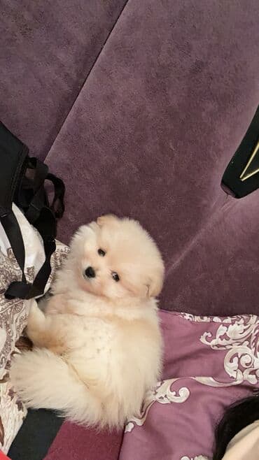 золотистый ретривер цена в баку: Шпиц, 2 месяца, Самец, Самовывоз — 1