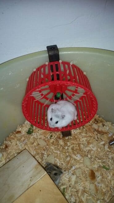 рынок животных в баку: Cunqariklər hamsı sağlamdı ələ öyrəşiblər dişləmirlər. Zoo maqazin — 7