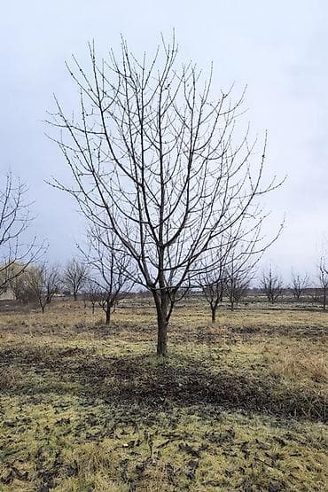 xirdalanda heyet evi: 125 sot, Kənd təsərrüfatı — 6