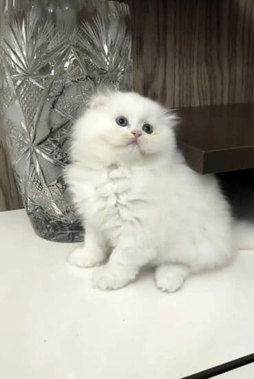 vəhşi pişik: Britan, Yaxşı əllərə — 5