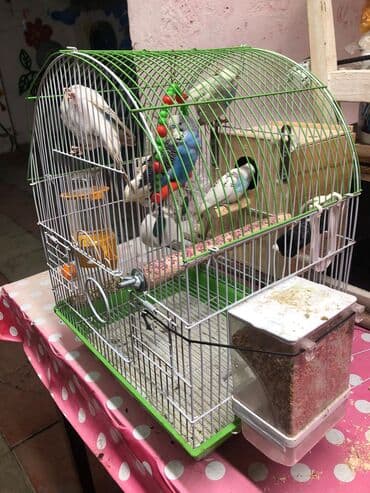 Göyərçinlər: 2cut 2erkey 2disi. 1illik quslardir tam saglamdir. qefes qarisiq — 3