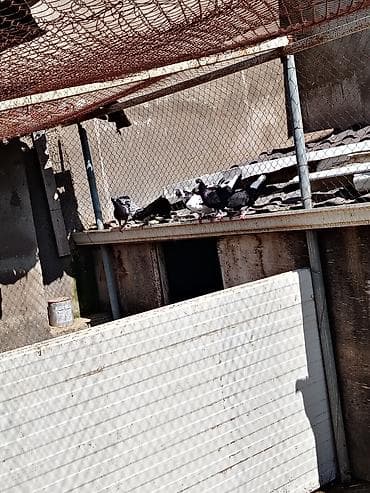 Qəfəsli göyərçin dəsti - Növ: dekorativ/ev göyərçinləri - Rənglər