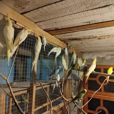 hazır inşalar: Korela quşları hamısı cütə hazır biri 50 azn — 2