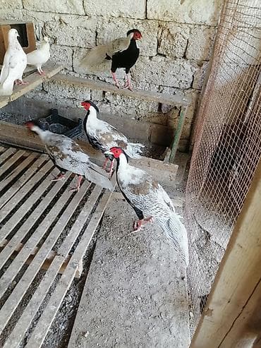 at ucuz: Satılan məhsul müxtəlif dekorativ və təsərrüfat quşlarıdır. Şəkillərdə — 2
