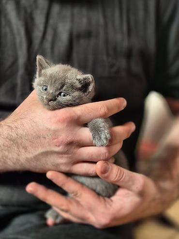 zvonok it satisi: Britan, Yaxşı əllərə — 3