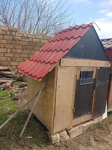 toyuq korlugu nedir: Taxta və metal dam örtüklü quşxana/saxlama daxması - Korpus: qalın — 2