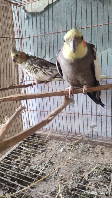 Bir cüt karella bir il yarimliq hazir bala veren