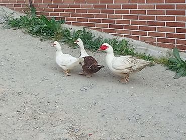 heyvanlar quşlar: Salam cavan heyvanlardı damazlığ hevanlardı (1 xoruz 2 fərə ördək ) 1 — 1